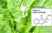 为什么生菜永远干干净净？一棵菊科植物的化学武器库