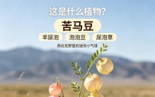 这是什么植物，有认识的朋友吗？