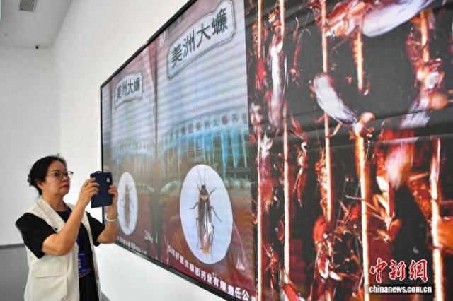 海外华媒探访全球最大美洲大蠊养殖基地 解锁中医药创新密码