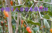 中国10大常见本草药材，有的就长在路边，却功效不凡