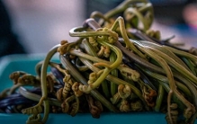 龙头菜为何被称为“山菜之王”？揭开“野菜顶流”的神秘面纱