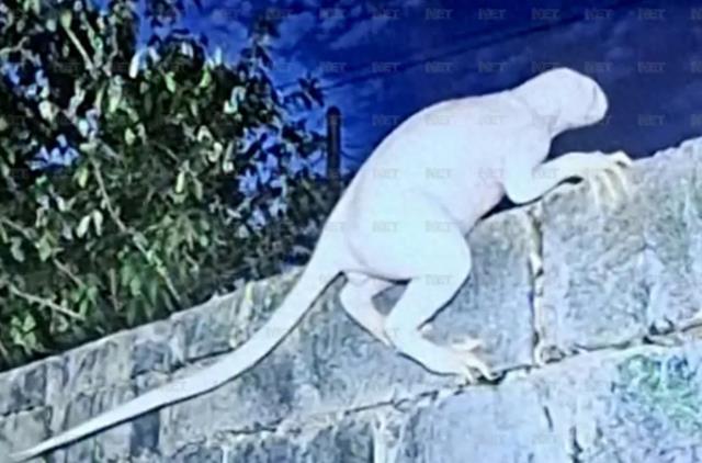 美墨边境被曝有“神秘生物”出没:身高约70厘米、有尾巴,用两条腿走路,智力超群;当地警方回应