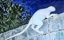 美墨边境被曝有“神秘生物”出没：身高约70厘米、有尾巴，用两条腿走路，智力超群；当地警方回应