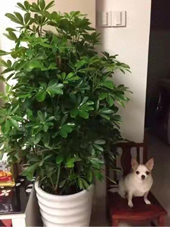 逛花市留意!名字带财带福的绿植,总摆在最显眼处