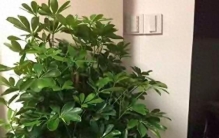 逛花市留意！名字带财带福的绿植，总摆在最显眼处