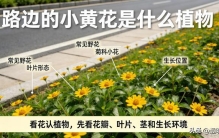 路边的小黄花是什么植物