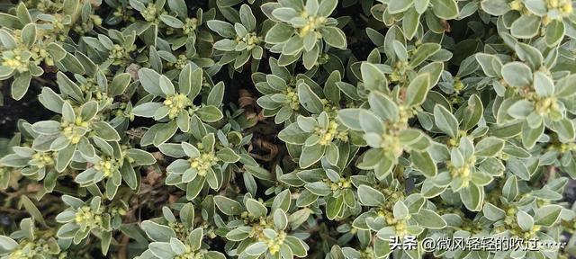 新疆植物百科(一百零七)