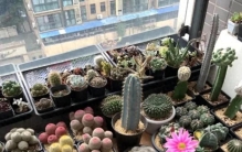 阳台党养植物，沙生植物最好养，价格便宜，观赏效果好！