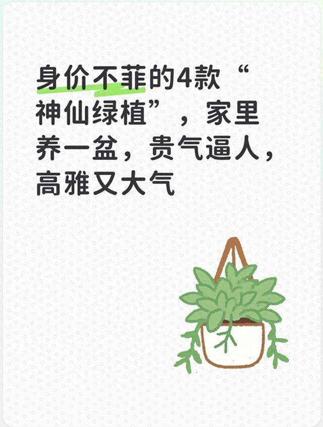 身价不菲的4款“神仙绿植”,家里养一盆,贵气逼人,高雅又大气