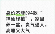 身价不菲的4款“神仙绿植”，家里养一盆，贵气逼人，高雅又大气